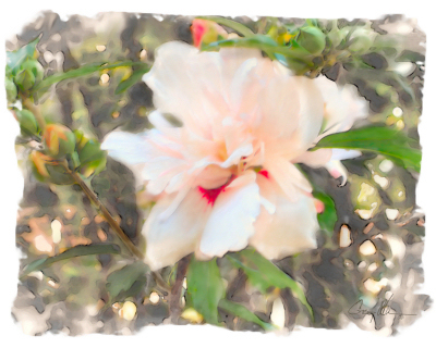 Elisabeth's Rose of Sharon 1